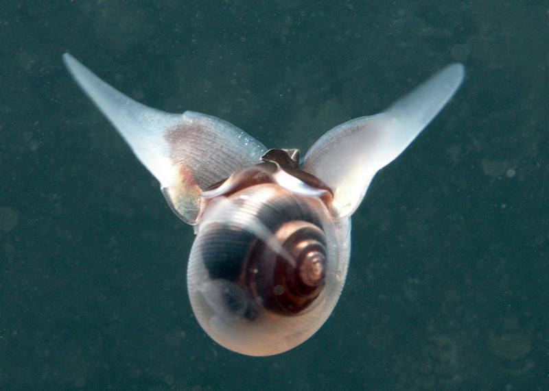 Plankton - a snail (picture by Linda Ashmore)